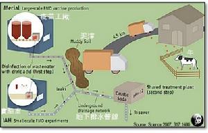（圖）口蹄疫病毒