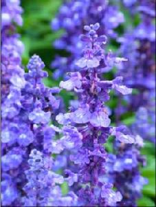 邢台薰衣草莊園 邢台薰衣草莊園