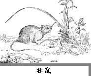 （圖）社鼠