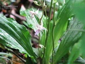 城口蝦脊蘭 城口蝦脊蘭