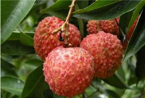 茂名白糖罌荔枝