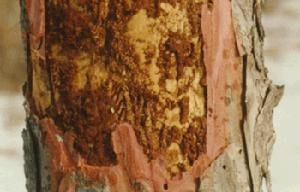 （圖）歐洲大榆小蠹