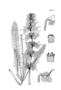 綿穗馬先蒿 綿穗馬先蒿