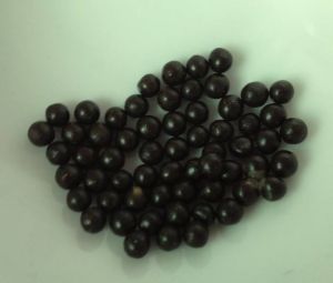 五霞至寶丹 五霞至寶丹