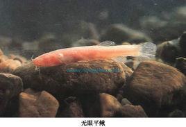 無眼平鰍(無眼嶺鰍) 無眼平鰍(無眼嶺鰍)