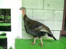 生長中的火雞體型
