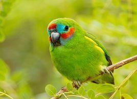 雙眼無花果鸚鵡 雙眼無花果鸚鵡