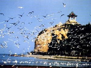 北戴河鴿子窩 北戴河鴿子窩