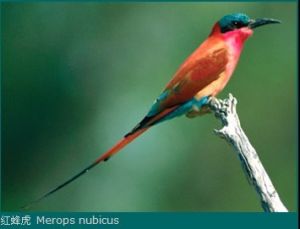紅蜂虎 Merops nubicus