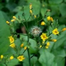 長花黃鵪菜 長花黃鵪菜