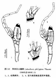 菲律賓蟲囊菌 菲律賓蟲囊菌