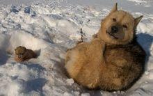 雪地中的格陵蘭犬