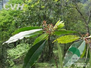 交讓木[交讓木]