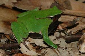 智利達爾文蛙 智利達爾文蛙