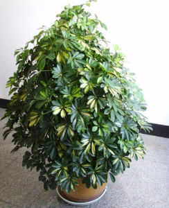 粗芽鵝掌柴 粗芽鵝掌柴