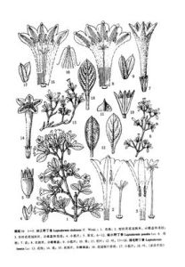 麗江野丁香 麗江野丁香