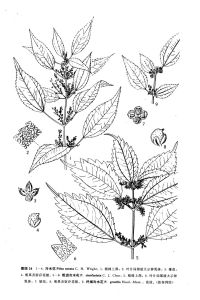 南川冷水花 南川冷水花