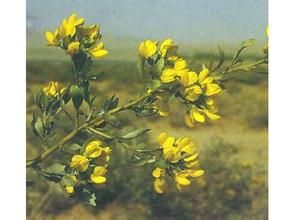 密花冬青 密花冬青