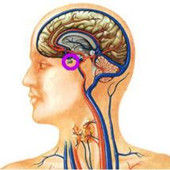 垂體功能紊亂 垂體功能紊亂