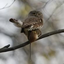 聖安德魯海灘鼠