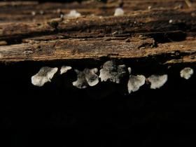 毛伏褶菌 毛伏褶菌