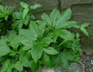 虎掌[天南星科半夏屬植物]