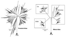轉座病毒科 轉座病毒科