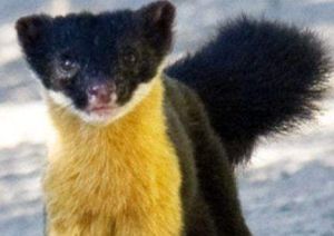 黃喉貂阿穆爾亞種