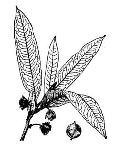 大葉楊桐 大葉楊桐