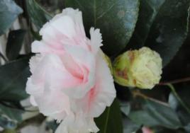 夏威夷[山茶屬栽培品種]