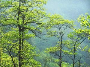 《送張王臣還峽州兼屬峽守郭郎中季勇二首》 《送張王臣還峽州兼屬峽守郭郎中季勇二首》