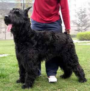巨型雪納瑞犬