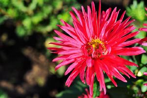 伯比紅翠菊 伯比紅翠菊