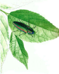 桃金吉丁 桃金吉丁