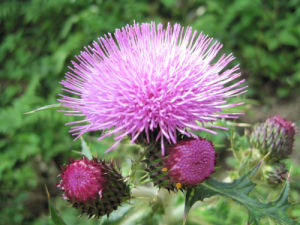 紫果蒲公英組 紫果蒲公英組