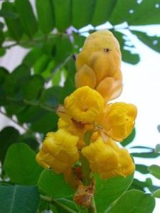 白花鹽豆木 白花鹽豆木