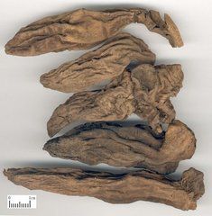 大山玄參 大山玄參