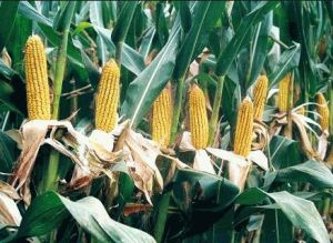 鄭黃糯二號 鄭黃糯二號