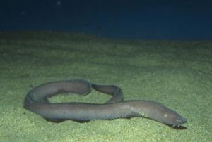 阿氏黏盲鰻 阿氏黏盲鰻