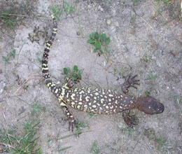 （圖）希拉巨蜥