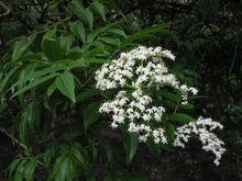 又名活筯條（山東魯南俗稱）