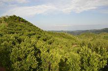 漫山遍野的椪柑樹