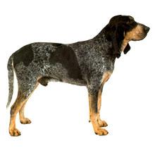 大藍加斯科涅獵犬 大藍加斯科涅獵犬