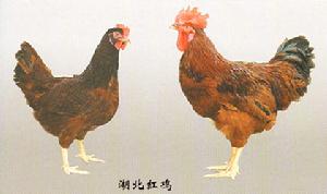 湖北紅雞左母雞-右公雞