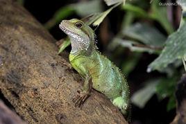 中國水龍 中國水龍