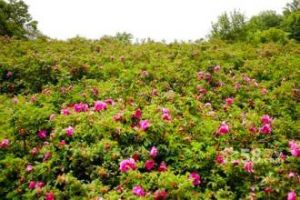 亞龍灣國際玫瑰谷