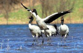 會澤黑頸鶴自然保護區 會澤黑頸鶴自然保護區