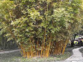 小葉琴絲竹(栽培型) 小葉琴絲竹(栽培型)