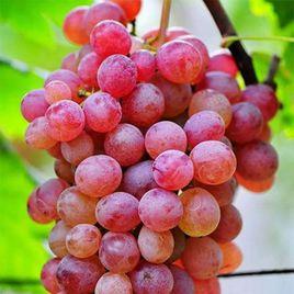 弗雷無核葡萄 弗雷無核葡萄