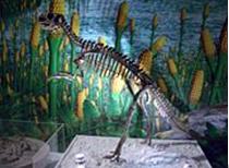 蒙古鸚鵡嘴龍的骨骼化石 